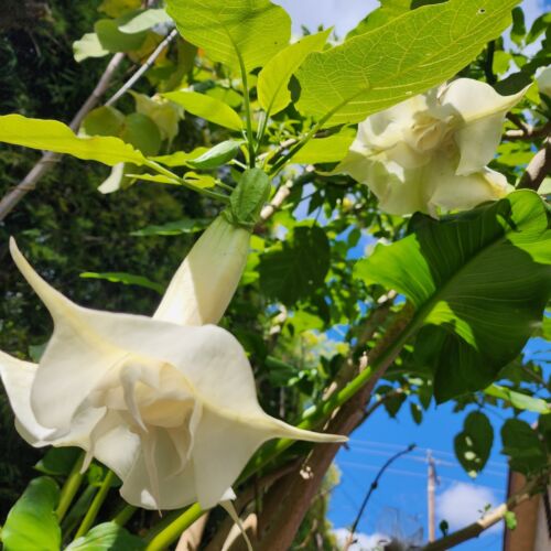 Double White Angel Trumpet/ cutting 5"-8" long /Fragrant Flowers US SELLER