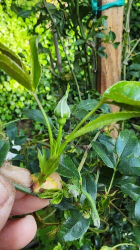 Rear Fotune's (Big Flower Lady Banks) rose/大花白木香 3 Cuttings 8” Long(unrooted)