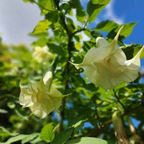 Double White Angel Trumpet/ cutting 5"-8" long /Fragrant Flowers US SELLER
