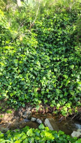 Organic Live California USA English Ivy 4 Cuttings