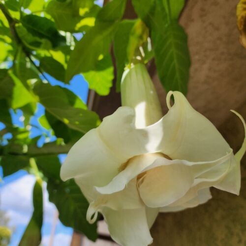 Double White Angel Trumpet/ cutting 5"-8" long /Fragrant Flowers US SELLER