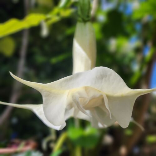 Double White Angel Trumpet/ cutting 5"-8" long /Fragrant Flowers US SELLER