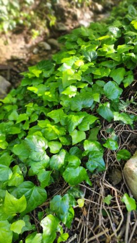 Organic Live California USA English Ivy 4 Cuttings