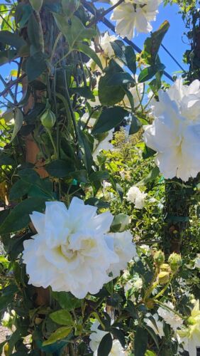 Rear Fotune's (Big Flower Lady Banks) rose/大花白木香 3 Cuttings 8” Long(unrooted)