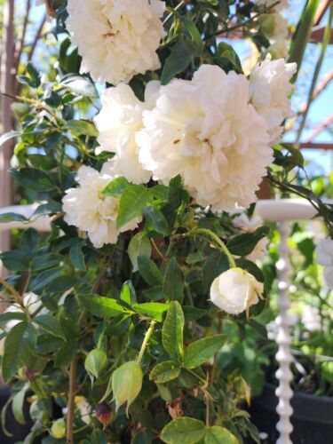 Rear Fotune's (Big Flower Lady Banks) rose/大花白木香 3 Cuttings 8” Long(unrooted)