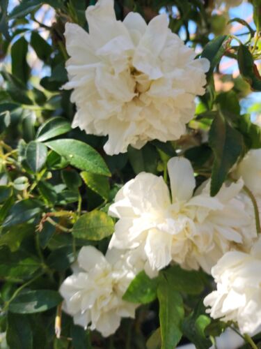 Rear Fotune's (Big Flower Lady Banks) rose/大花白木香 3 Cuttings 8” Long(unrooted)
