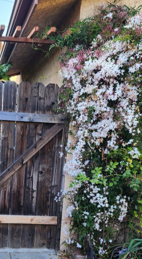Pink Star Jasmine Five Cuttings (unrooted) To Start Plants *Fragrant
