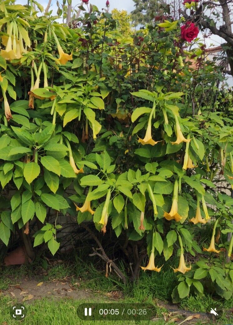 Yellow Angel Trumpet Plant 5"-8" long Flower Fragrant Flowers US SELLER