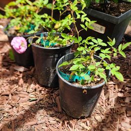 Caldwell Pink Climbing Rose rooted in 1 gallon pot