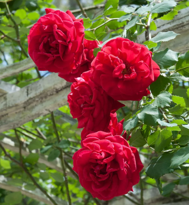 Two of Don Juan climbing rose in 5 gallon pot