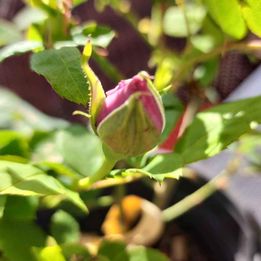 Japanese Rose 'Shinoburedo' (蓝色风暴) (1 Gal+ Live Plant) Shrub Rose /own root 3 years, blooming now