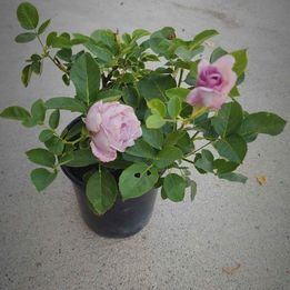 Japanese Rose 'Shinoburedo' (蓝色风暴) (1 Gal+ Live Plant) Shrub Rose /own root 3 years, blooming now