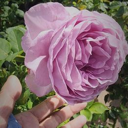 Japanese Rose 'Shinoburedo' (蓝色风暴) (1 Gal+ Live Plant) Shrub Rose /own root 3 years, blooming now