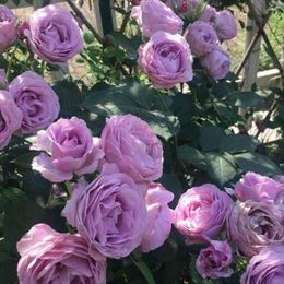 Japanese Rose 'Shinoburedo' (蓝色风暴) (1 Gal+ Live Plant) Shrub Rose /own root 3 years, blooming now