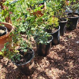 Scentuous Rose Bush in 5 gallon pot