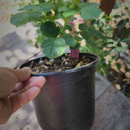 Earth Angel own rooted plant in 1 gallon