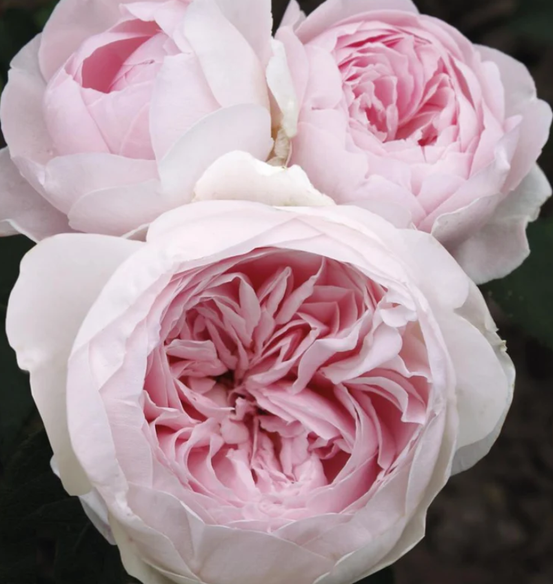 Earth Angel rose own rooted 3 gallon pot