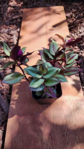 Tradescantia zebrina ,wandering jew live rare plant in 4" pot