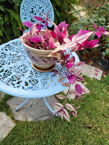 5 Organic Wandering Jew Cuttings Tradescantia Zebrina
