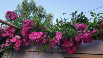 peggy martin climbing rose Cutting ‼️  5"-8" Inch 3 Cuttings (unrooted)