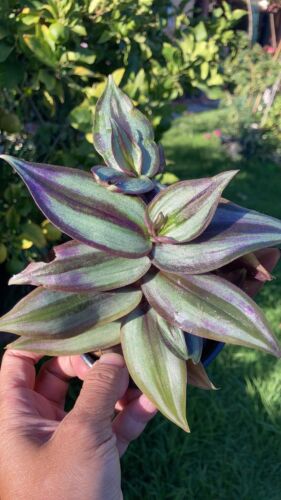 5 Organic Wandering Jew Cuttings Tradescantia Zebrina