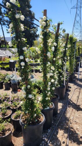 Rear Fotune's (Big Flower Lady Banks) rose／大花白木香 3 Cuttings 8” Long(unrooted)
