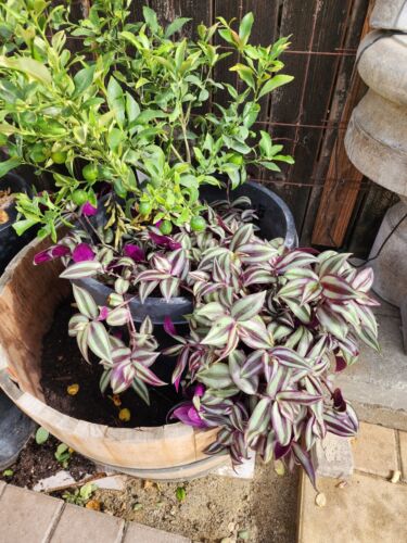 5 Organic Wandering Jew Cuttings Tradescantia Zebrina