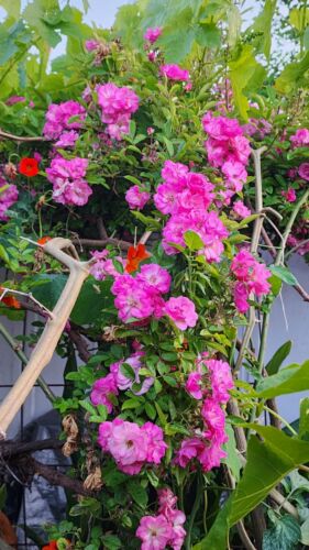 peggy martin climbing rose Cutting ‼️  5"-8" Inch 3 Cuttings (unrooted)