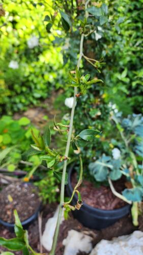 Rear Fotune's (Big Flower Lady Banks) rose／大花白木香 3 Cuttings 8” Long(unrooted)