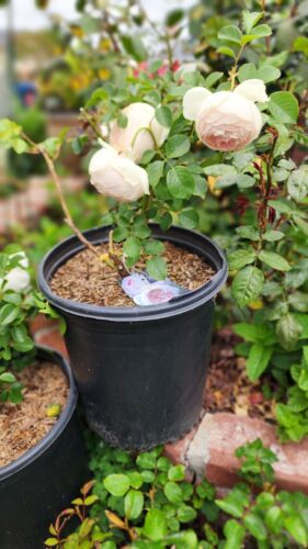 Earth Angel Parfuma Rose Plant 5-Gallon Pot Very Fragrant Blush Pink Strong Root