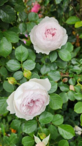 Earth Angel Parfuma Rose Plant 5-Gallon Pot Very Fragrant Blush Pink Strong Root