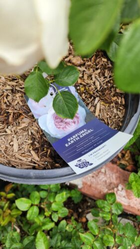 Earth Angel Parfuma Rose Plant 5-Gallon Pot Very Fragrant Blush Pink Strong Root