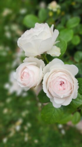 Earth Angel Parfuma Rose Plant 5-Gallon Pot Very Fragrant Blush Pink Strong Root