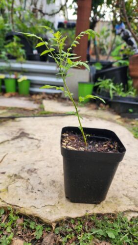 Yellowhorn Xanthoceras sorbifolium, starter tree plant(Fall Color, Hardy) 4" pot