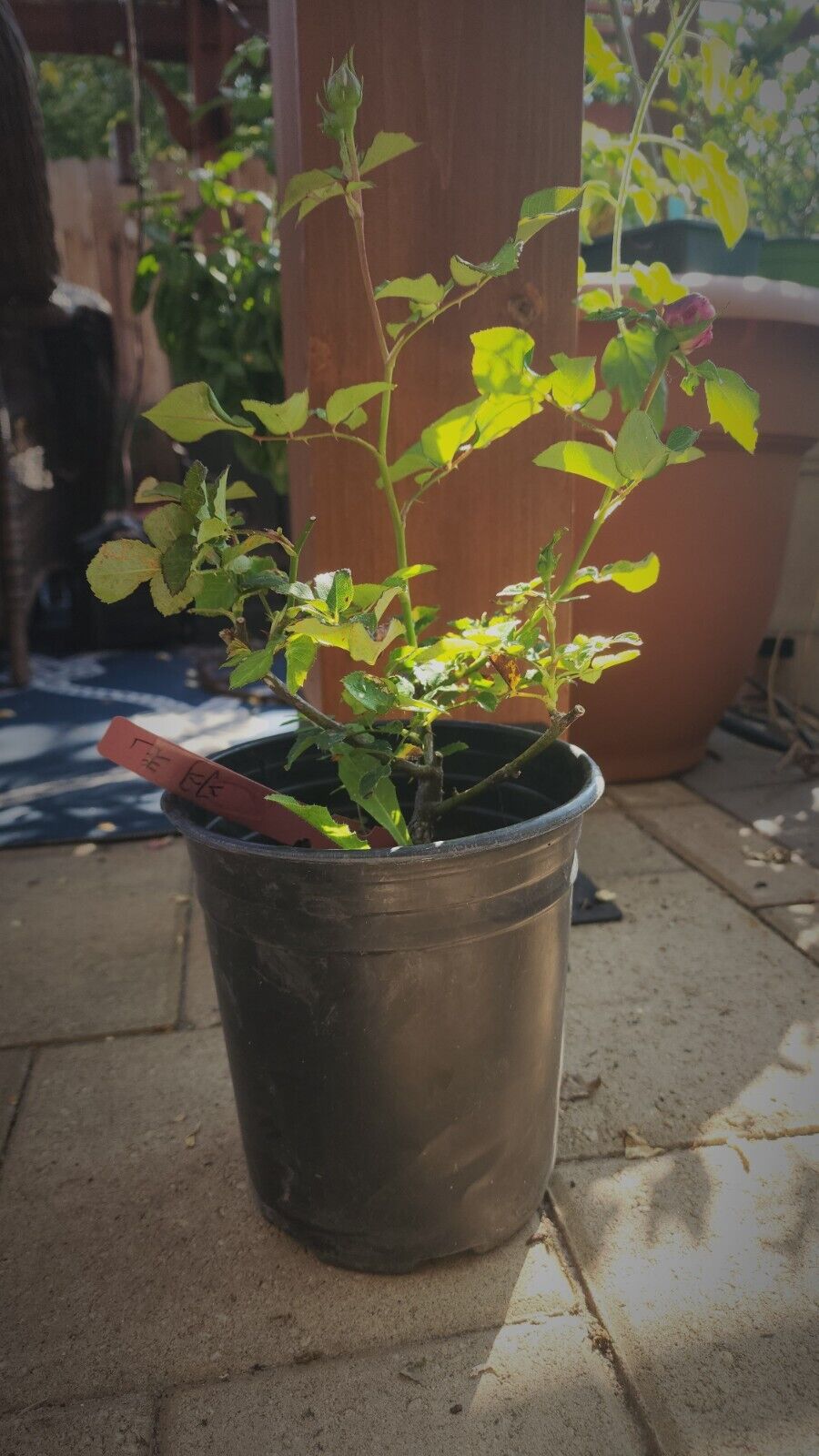 Beautiful Plum rose /羽毛月季 (strong own rooted plant )