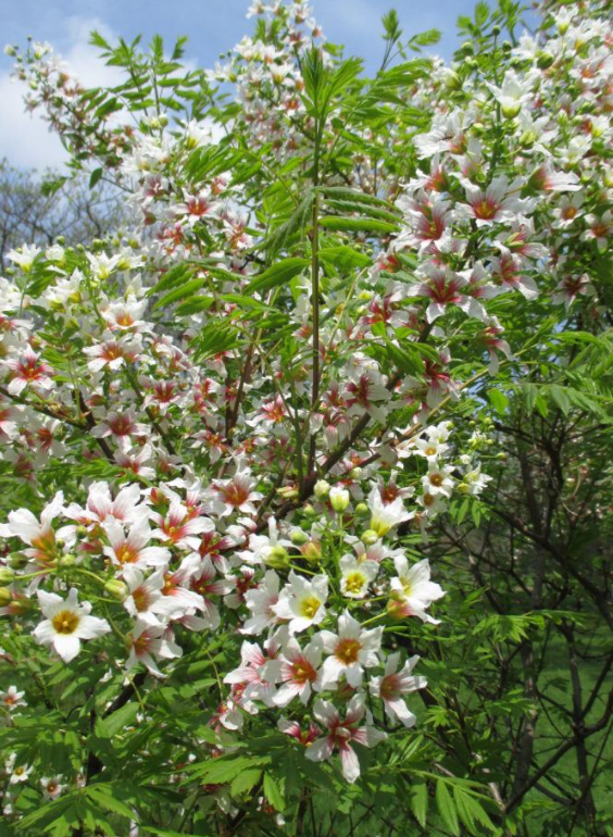 Yellowhorn Xanthoceras sorbifolium, starter tree plant(Fall Color, Hardy) 4" pot