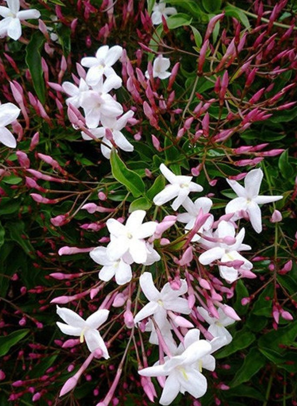 Pink Star Jasmine Five Cuttings (unrooted) To Start Plants *Fragrant