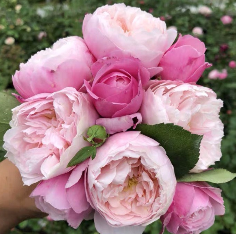 Beautiful Plum rose /羽毛月季 (strong own rooted plant )