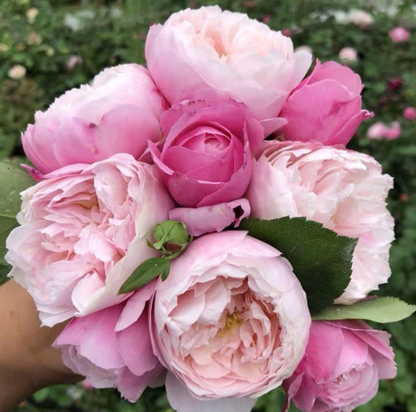 Beautiful Plum rose /羽毛月季 (strong own rooted plant )