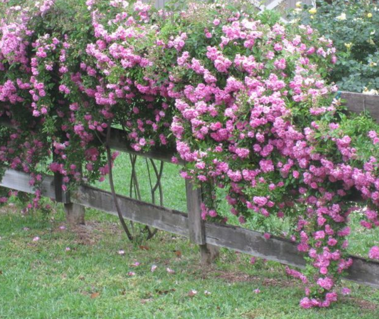 peggy martin climbing rose Cutting ‼️  5"-8" Inch 3 Cuttings (unrooted)