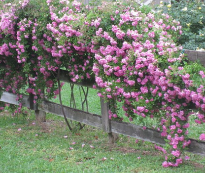 peggy martin climbing rose Cutting ‼️  5"-8" Inch 3 Cuttings (unrooted)