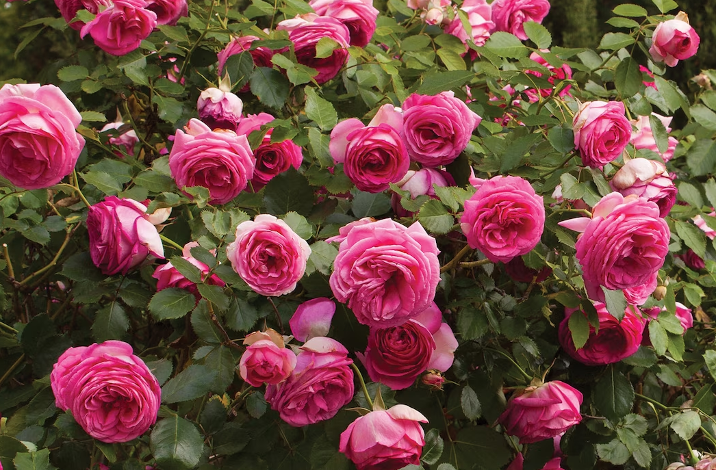 Pretty in Pink Eden/Margaret Mae Climbing rose, 4 fresh unrooted cutting /5"-8"