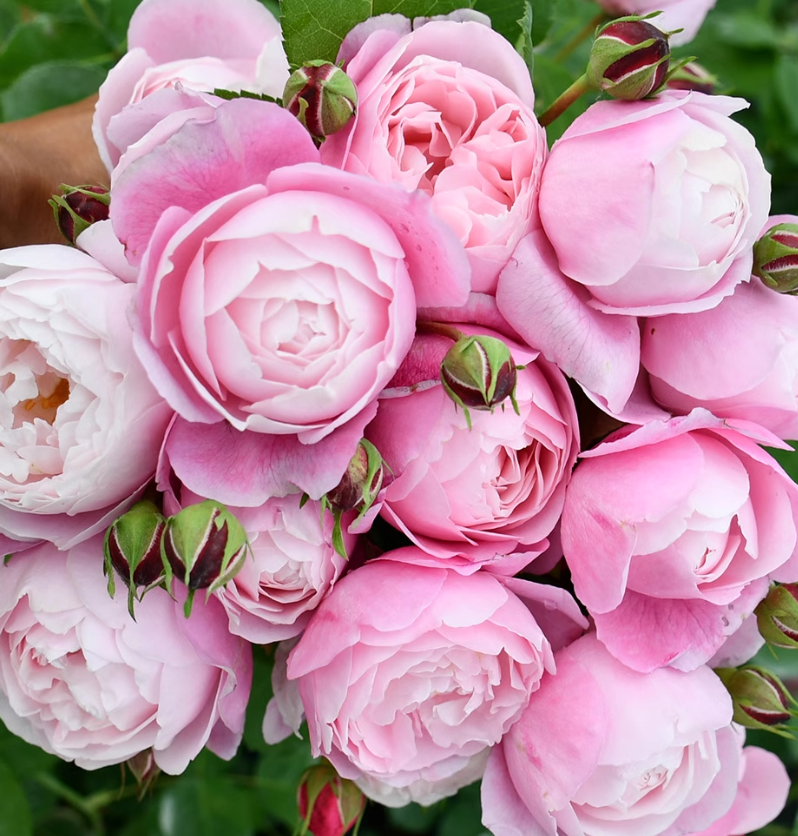 Beautiful Plum rose /羽毛月季 (strong own rooted plant )