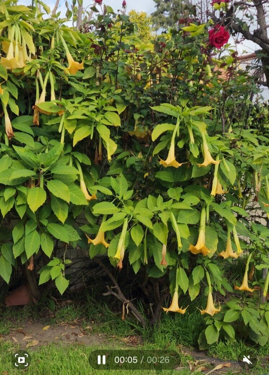 Yellow Angel Trumpet Plant 5"-8" long Flower Fragrant Flowers US SELLER