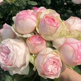 Japanese Mona Lisa Rose - Own Rooted (2 Years)