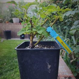 Japanese Mona Lisa Rose - Own Rooted (2 Years)