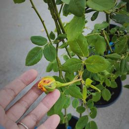 Retired David Austin CROWN PRINCESS MARGARETA climbing rose strong root in 1 gallon pot