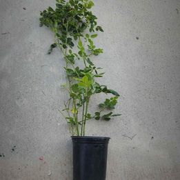 Retired David Austin CROWN PRINCESS MARGARETA climbing rose strong root in 1 gallon pot