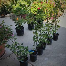 Retired David Austin CROWN PRINCESS MARGARETA climbing rose strong root in 1 gallon pot
