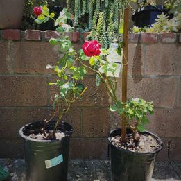 Two of Don Juan climbing rose in 5 gallon pot